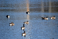 Groups of Geese