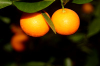 Mini-Oranges