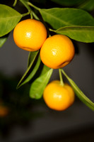 mini oranges 002