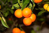 mini oranges 022