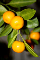 mini oranges 015