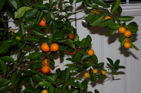 mini oranges 018