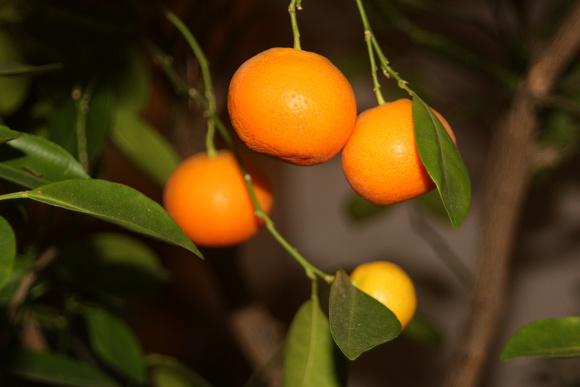 mini oranges 023
