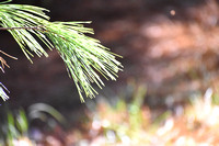 Pine trees and leaves